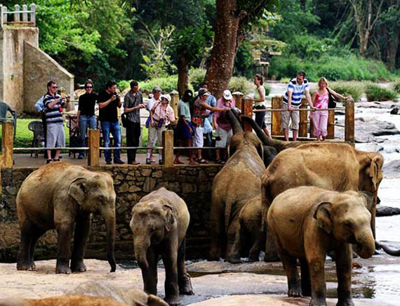 inora-travel-lanka-day-tour-pinnawala